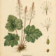 Foamflower: A Woodland Plant in Paganism and Witchcraft