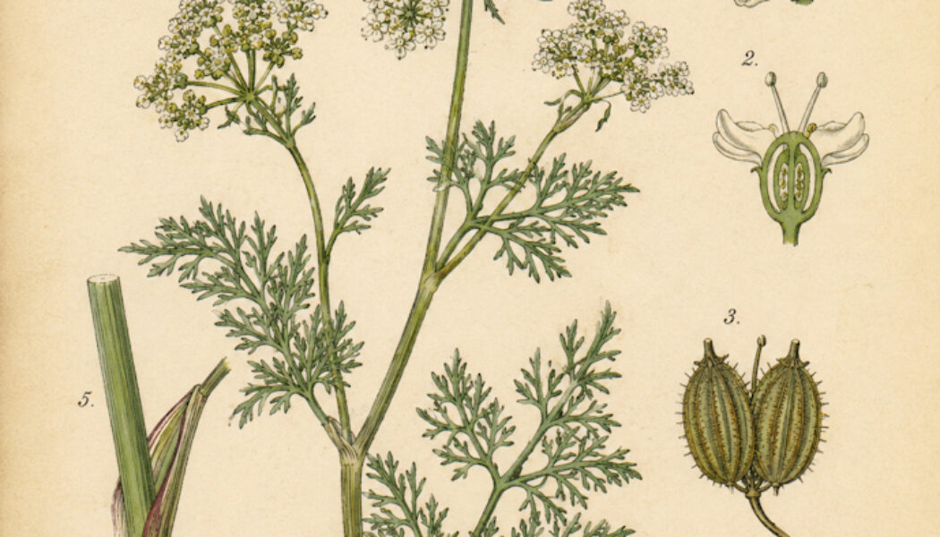 Fool’s Parsley: A Mysterious Plant in Paganism and Witchcraft