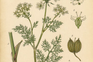 Fool’s Parsley: A Mysterious Plant in Paganism and Witchcraft