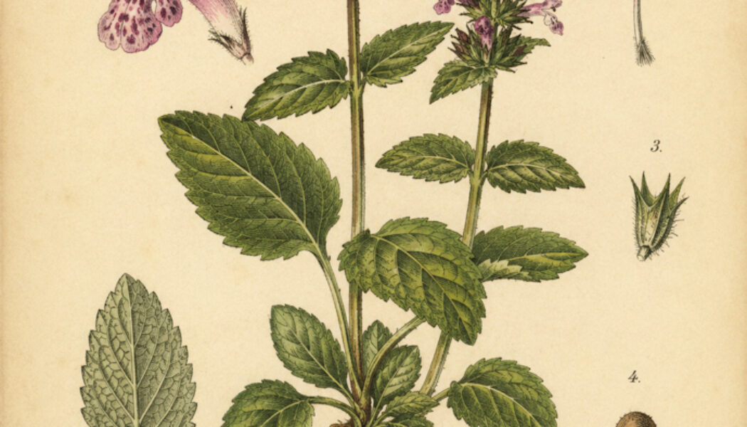 Forest Betony: A Woodland Herb of Protection and Ancient Magic