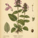 Forest Betony: A Woodland Herb of Protection and Ancient Magic