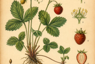 Forest Strawberry: A Sweet Symbol of Love, Protection, and Nature’s Magic
