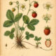Forest Strawberry: A Sweet Symbol of Love, Protection, and Nature’s Magic