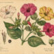 Four O’Clock: A Twilight Bloom with Magical Significance