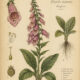 Foxglove: A Magical Plant of Mystery, Healing, and Folklore