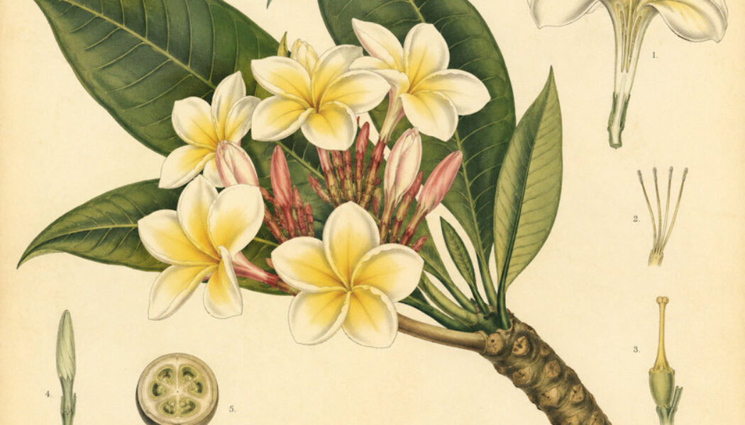 Frangipani: A Sacred Flower in Paganism and Witchcraft