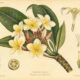 Frangipani: A Sacred Flower in Paganism and Witchcraft