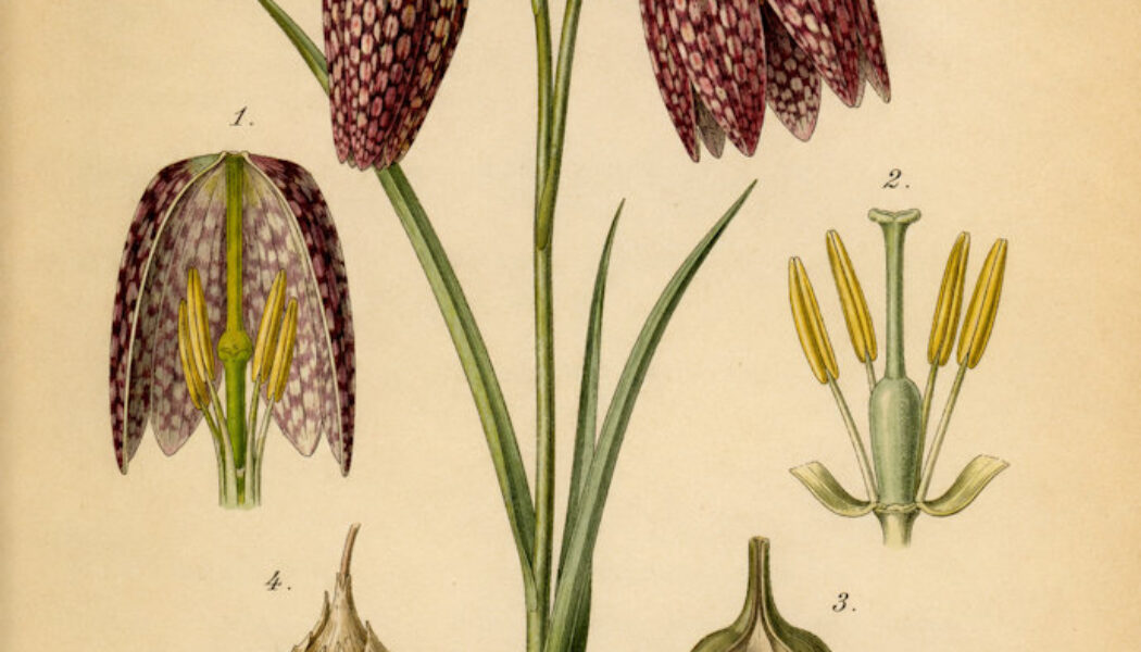 Fritillary: A Graceful Wildflower in Paganism and Witchcraft