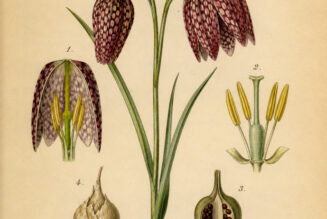 Fritillary: A Graceful Wildflower in Paganism and Witchcraft