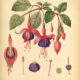 Fuchsia: A Magical Flower of Beauty, Protection, and Intuition