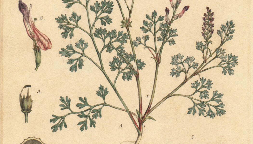 Fumitory: The Witch’s Herb of Purification and Hidden Power