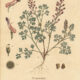 Fumitory: The Witch’s Herb of Purification and Hidden Power