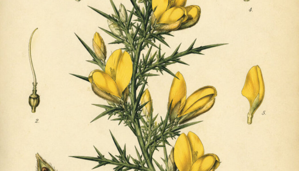 Furze: A Sacred Plant of Protection, Fire, and Renewal in Paganism and Witchcraft