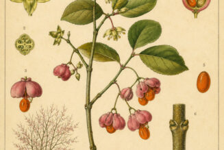 Fusain: The Spindle Tree in Paganism and Witchcraft