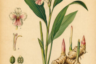 Galangal in Paganism and Witchcraft