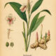 Galangal in Paganism and Witchcraft