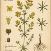 Galium in Paganism and Witchcraft