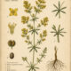 Galium in Paganism and Witchcraft