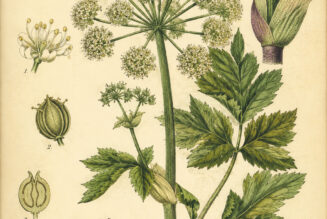 Garden Angelica in Paganism and Witchcraft