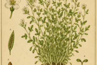 Garden Cress in Paganism and Witchcraft
