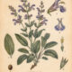 Garden Sage in Paganism and Witchcraft