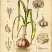Garlic in Paganism and Witchcraft