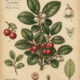 Gaultheria in Paganism and Witchcraft