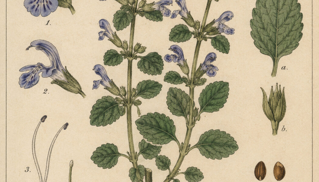 Germander in Paganism and Witchcraft