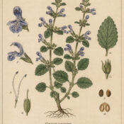 Germander in Paganism and Witchcraft