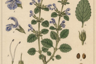 Germander in Paganism and Witchcraft