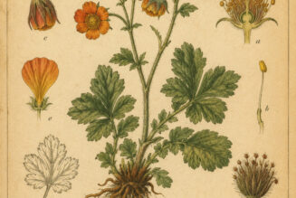 The Use of Geum in Paganism and Witchcraft