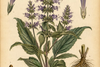Giant Hyssop in Paganism and Witchcraft