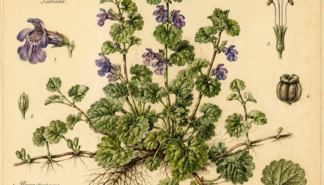 Gill-over-the-Ground (Glechoma hederacea) in Paganism and Witchcraft