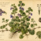 Gill-over-the-Ground (Glechoma hederacea) in Paganism and Witchcraft