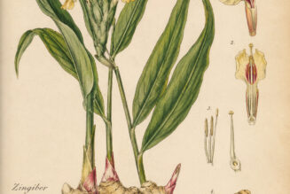 Ginger in Paganism and Witchcraft