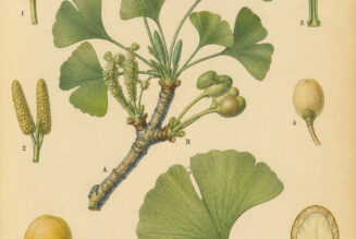 Ginkgo in Paganism and Witchcraft