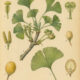 Ginkgo in Paganism and Witchcraft