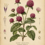 Globe Amaranth in Paganism and Witchcraft