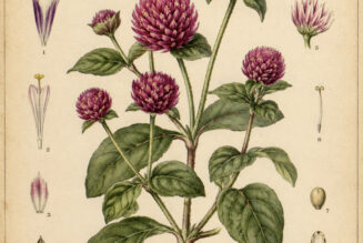 Globe Amaranth in Paganism and Witchcraft