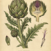 The Use of Globe Artichoke in Paganism and Witchcraft