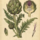 The Use of Globe Artichoke in Paganism and Witchcraft