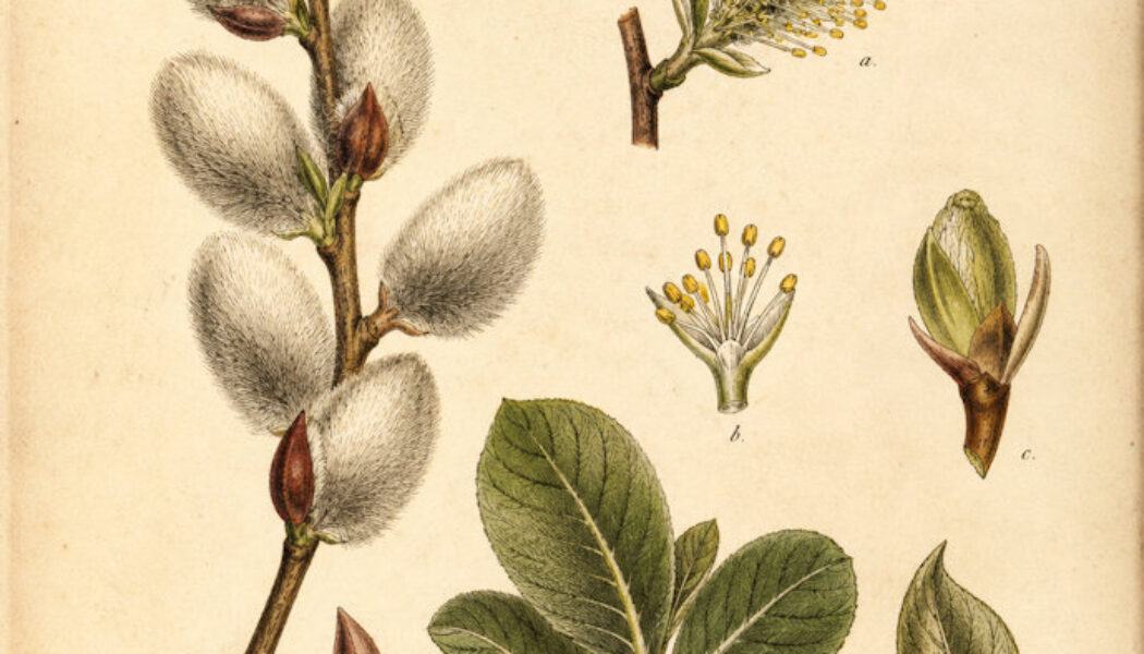 The Use of Goat Willow in Paganism and Witchcraft