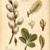 The Use of Goat Willow in Paganism and Witchcraft