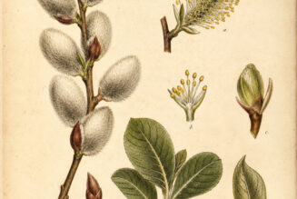 The Use of Goat Willow in Paganism and Witchcraft