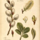 The Use of Goat Willow in Paganism and Witchcraft