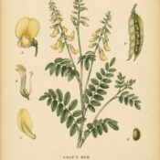 Goat’s Rue in Paganism and Witchcraft