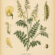 Goat’s Rue in Paganism and Witchcraft