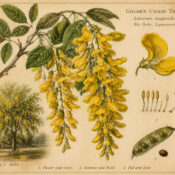 The Golden Chain Tree in Paganism and Witchcraft