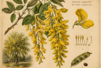 The Golden Chain Tree in Paganism and Witchcraft