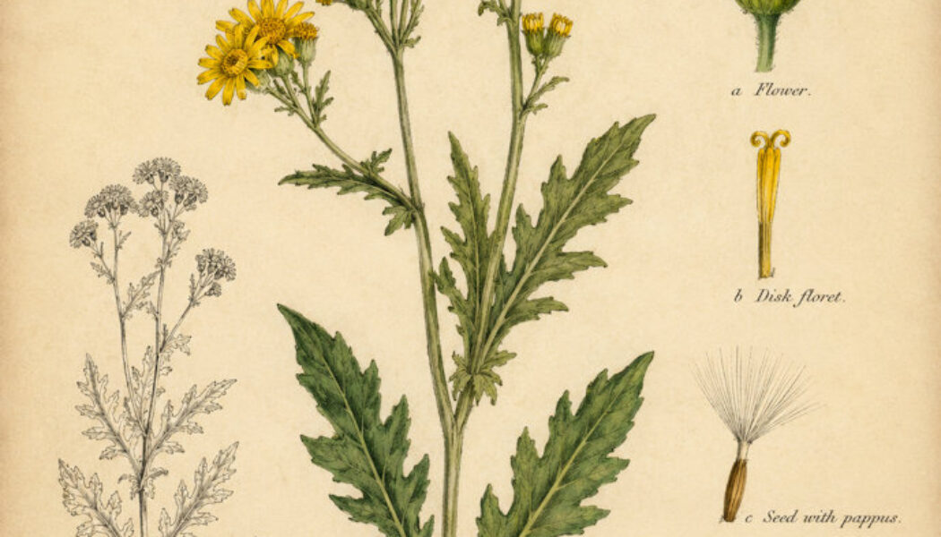 Golden Ragwort in Paganism and Witchcraft